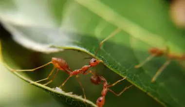 what various methods did leiningen use to overcome the ants