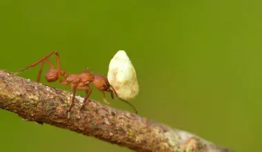 can ants kill a tree