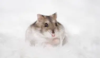 can hamsters and mice breed