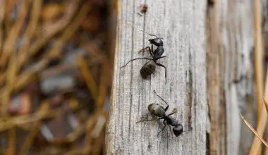 why do ants pile up their dead
