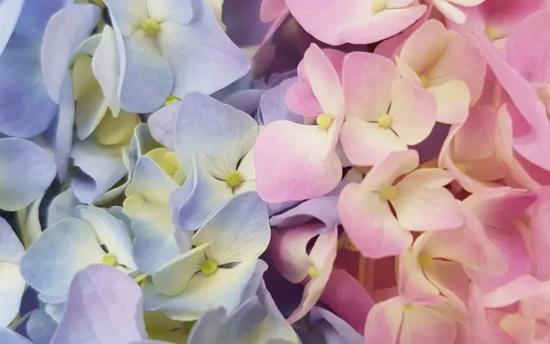 how to plant hydrangeas in the ground