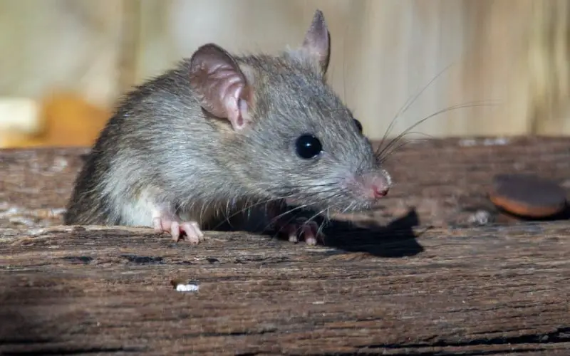 can rats chew on cardboard