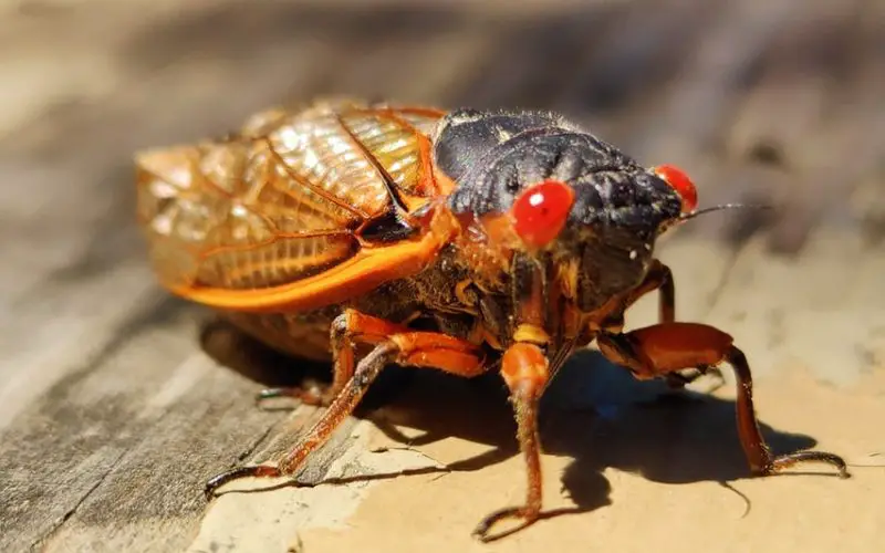 do cicadas eat plants