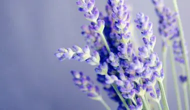 do lavender plants repel mosquitoes