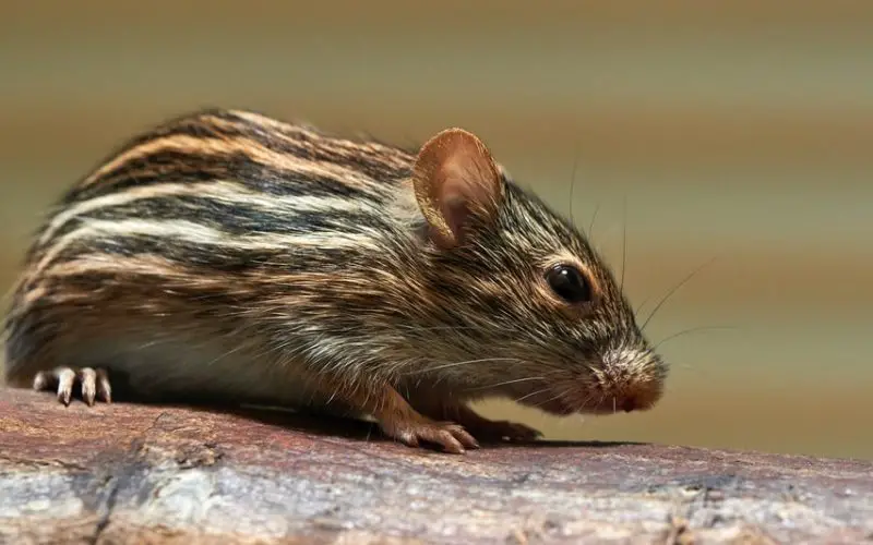 do ultrasonic pest repellers work on mice
