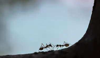why are ants so strong