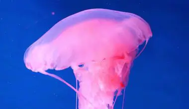 how much is jellyfish lighting