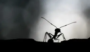 do small black ants bite humans