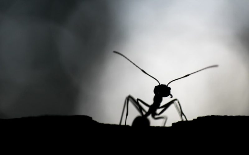 do small black ants bite humans