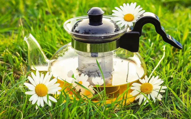 how to make chamomile tea from plant