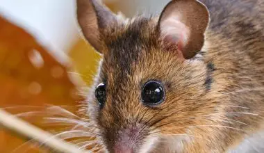 what home remedy keeps rats away