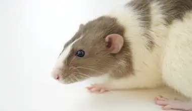 how to make rats go away