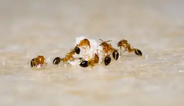 why do ants suddenly disappear