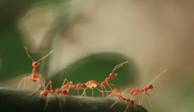where do ants live
