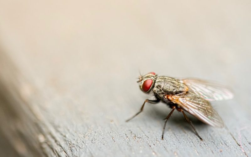 how to keep flies away from food