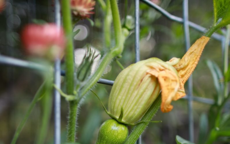 how to cook squash blossoms