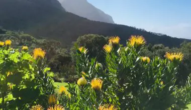 how to get to kirstenbosch gardens from cape town