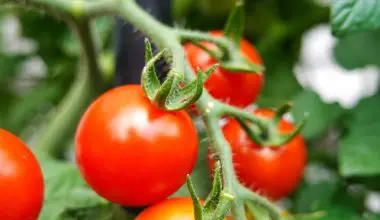 how many tomato plants per pot