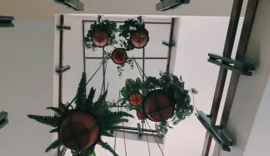 how to hang hanging plants