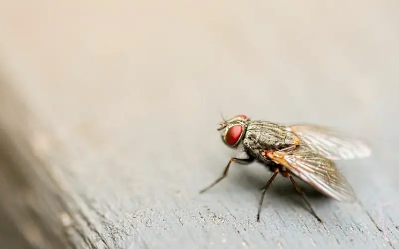 do flies poop every time they land