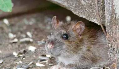 how to remove big rats from home
