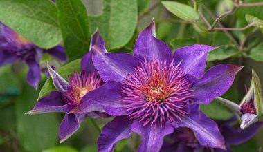 how to plant clematis
