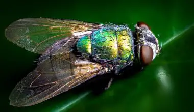 how to prevent flies on plants
