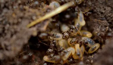 where do flying termites come from
