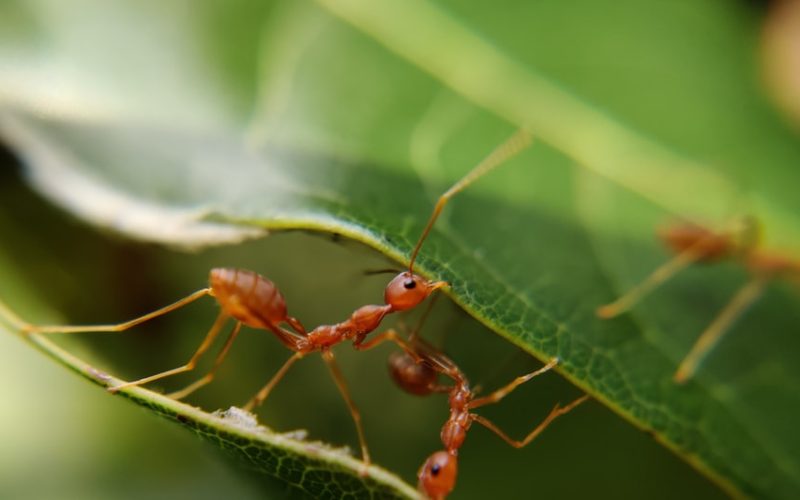 do termites attract ants