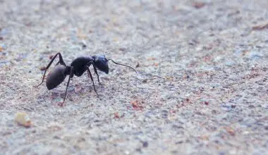 what are really tiny ants called