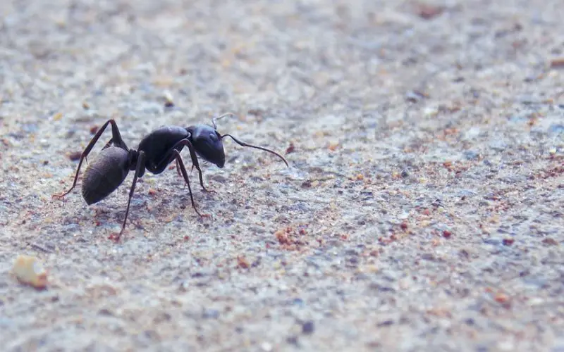 what are really tiny ants called