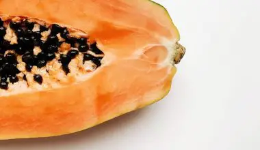 can dogs eat papaya