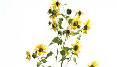 how to plant black eyed susans
