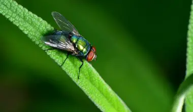 how flies give birth