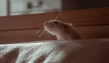 how long do pet rats live