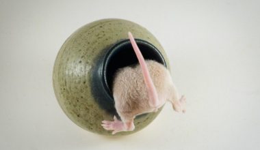 can rats hear human voices