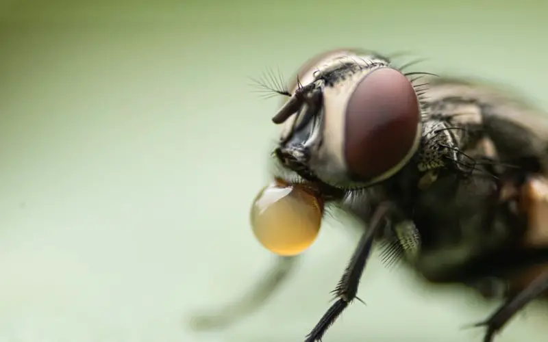 what months are horse flies active