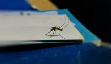 how quickly do mosquito dunks work