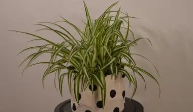 why is my spider plant dying