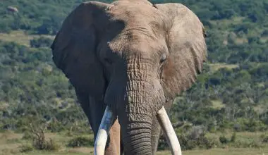 why are elephants scared of mice