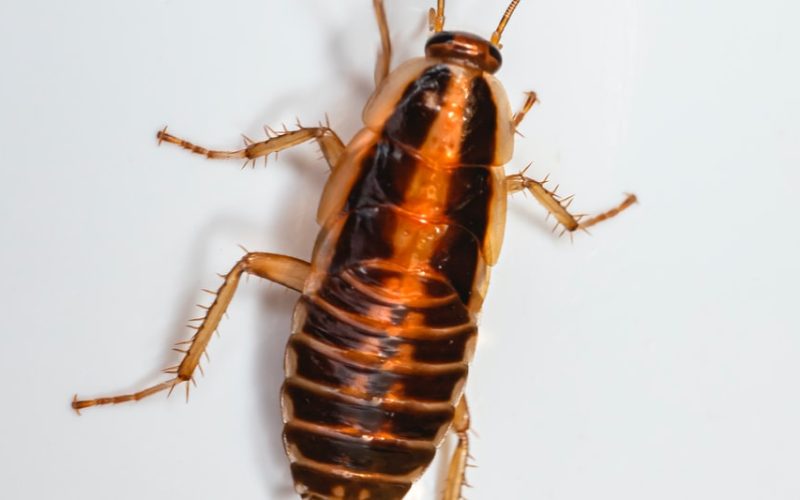 where did cockroaches come from