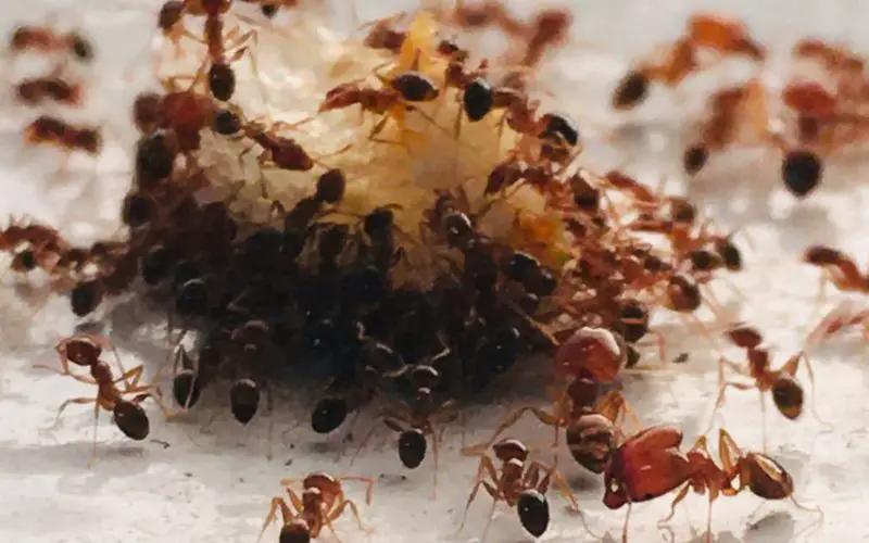 do ants kill monarch caterpillars