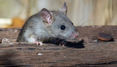 how long do domestic rats live