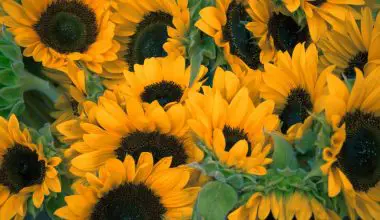 when to plant sunflowers in nc