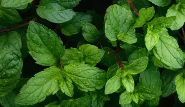 how to pick mint leaves without killing plant