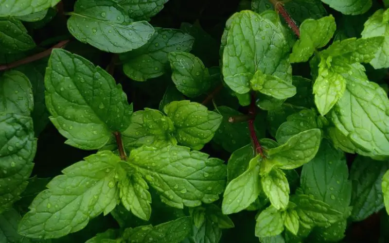 how to pick mint leaves without killing plant