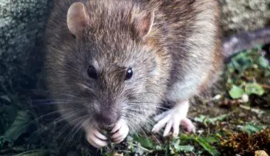 how to keep rats out of your yard naturally