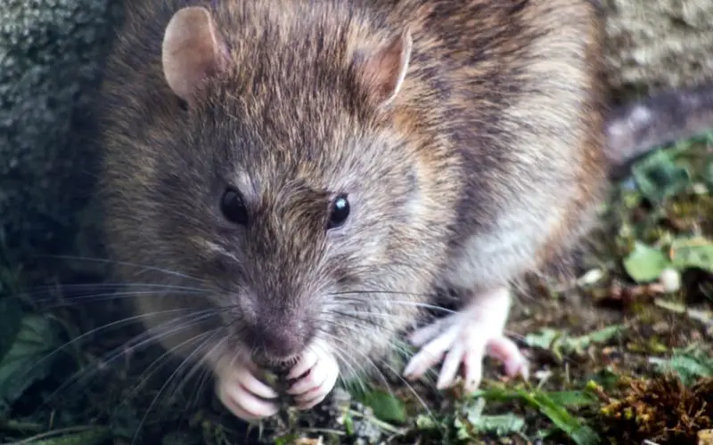 can domesticated rats survive in the wild