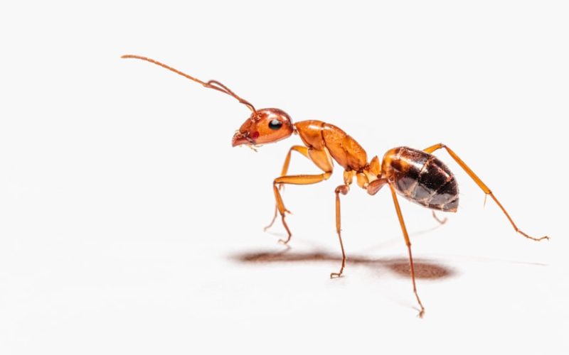 why do fire ants bite