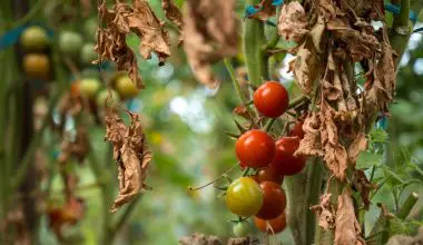 how to save a dying tomato plant